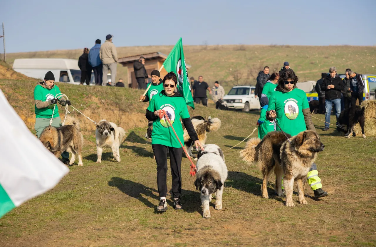 Над 200 кучета участваха в събора на българско овчарско куче в Разлог