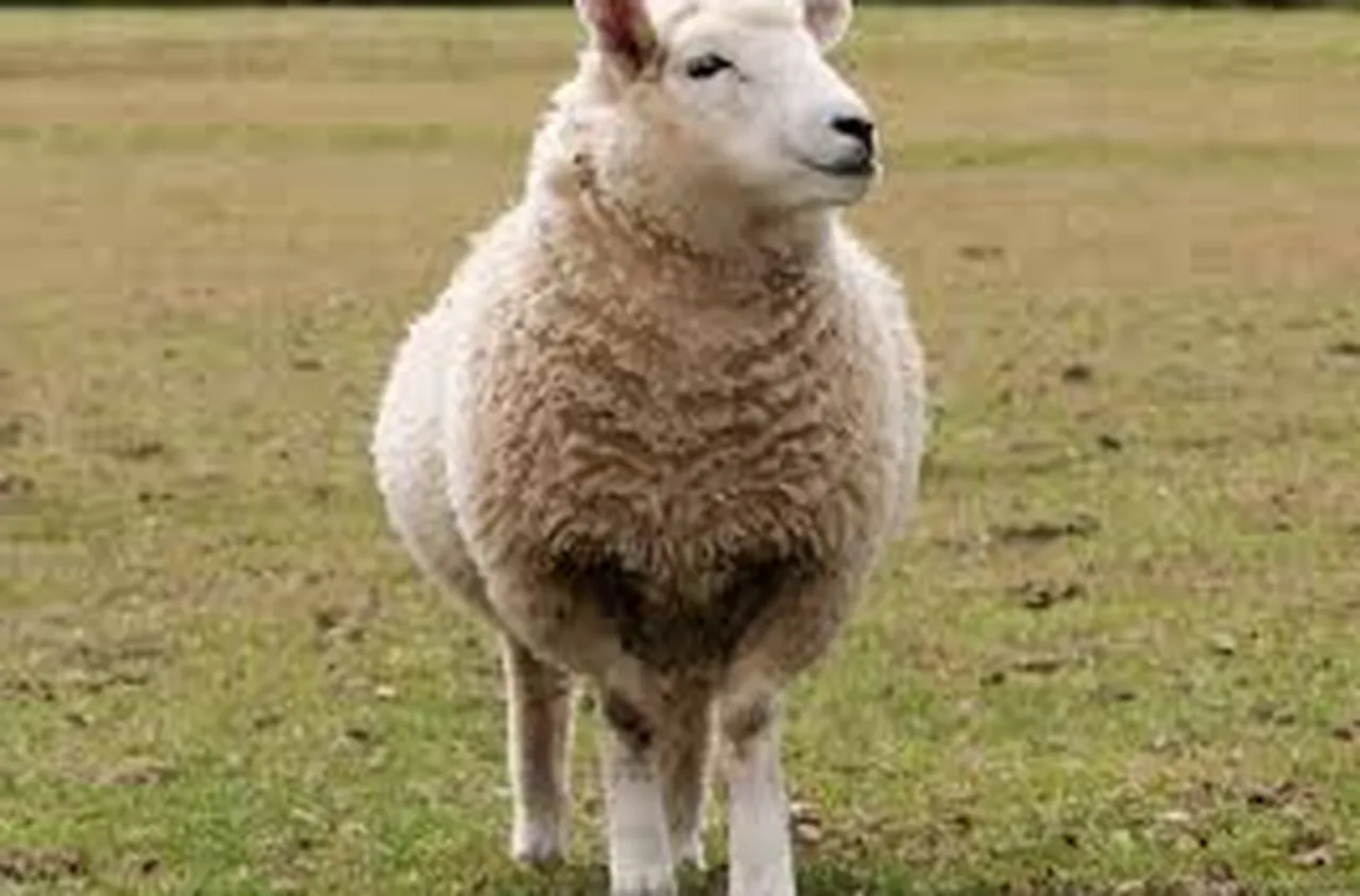 Доли - овцата родена чрез клониране