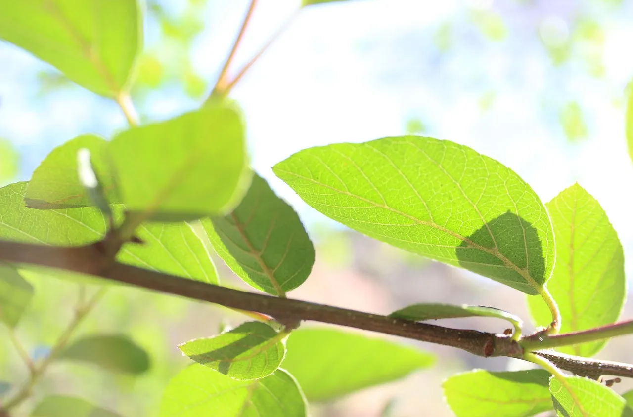 2020 г. се оказа "най-зелената" от началото на века