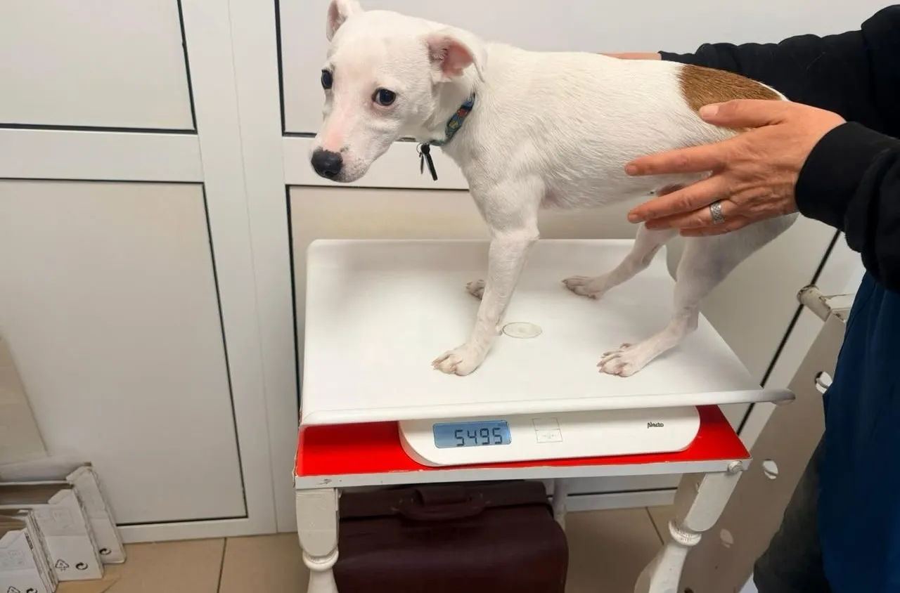 Oбщина Банско и Bansko Street Dogs с първа съвместна кампания за безплатна кастрация на кучета