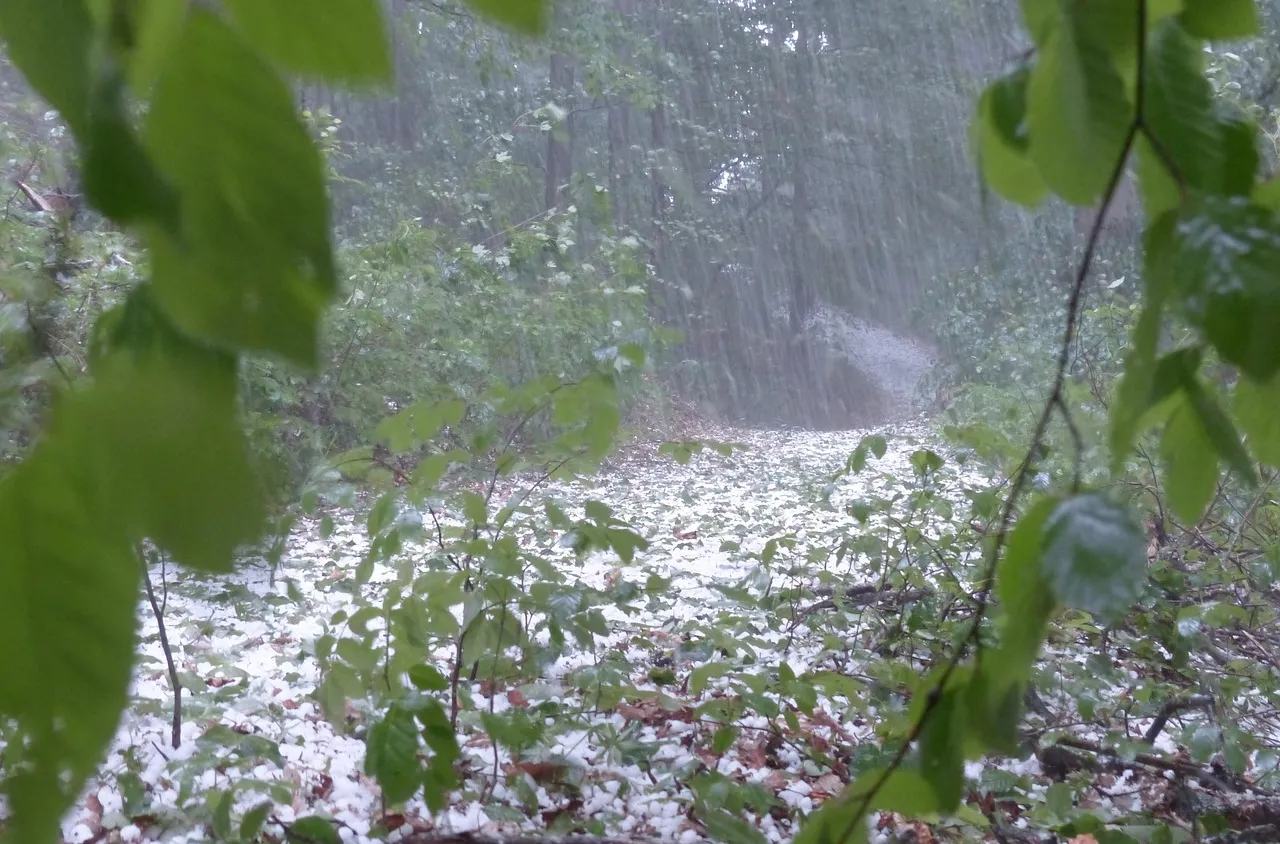 Тежки поражения по посевите в Гърменско