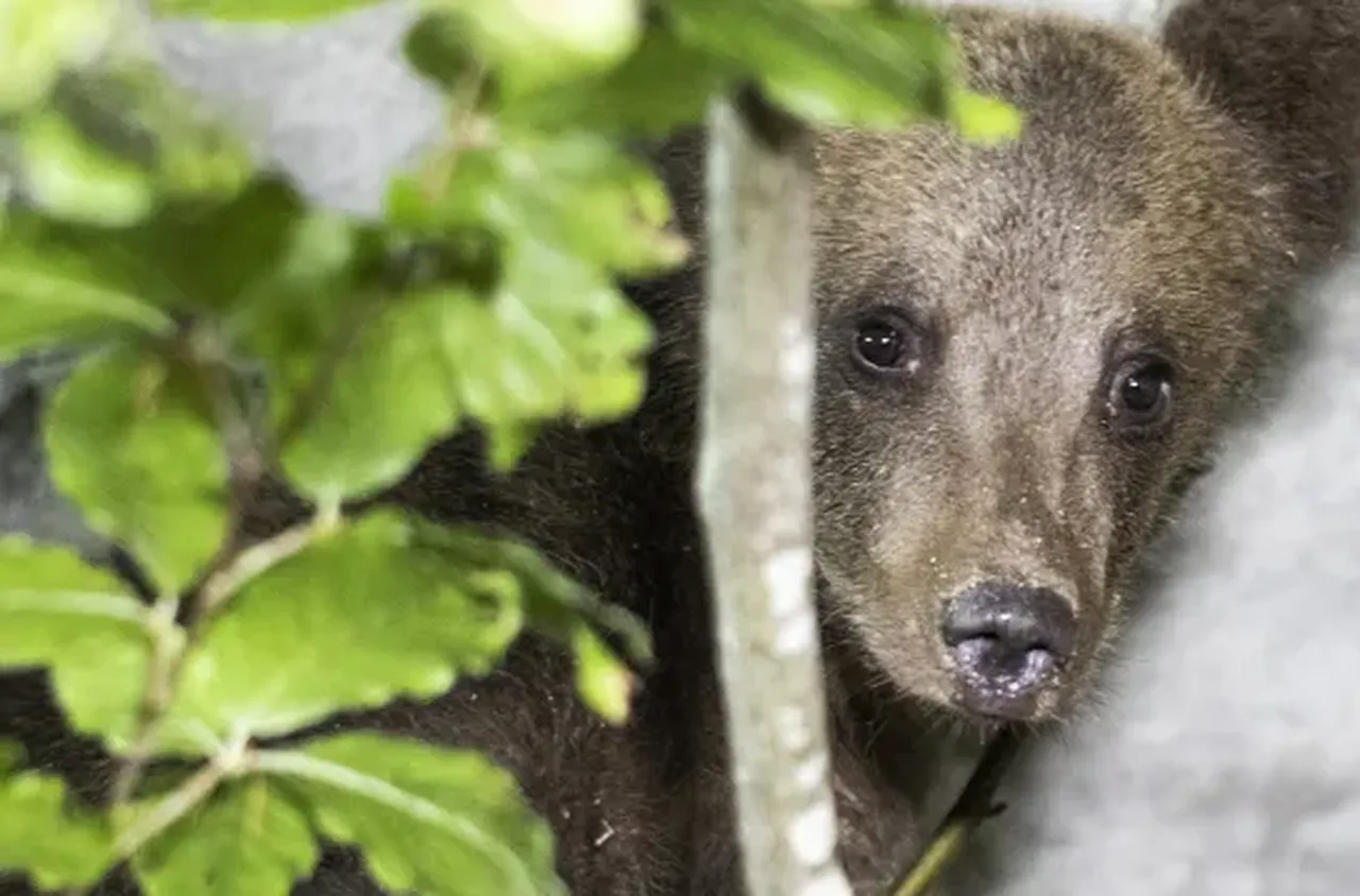 Спасиха мече в безпомощно състояние, открито край Смолян
