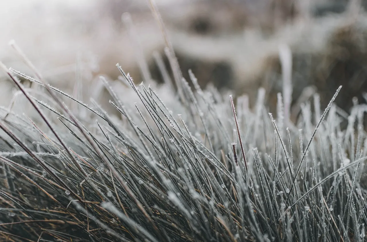 Оцеляването на разстенията през зимата