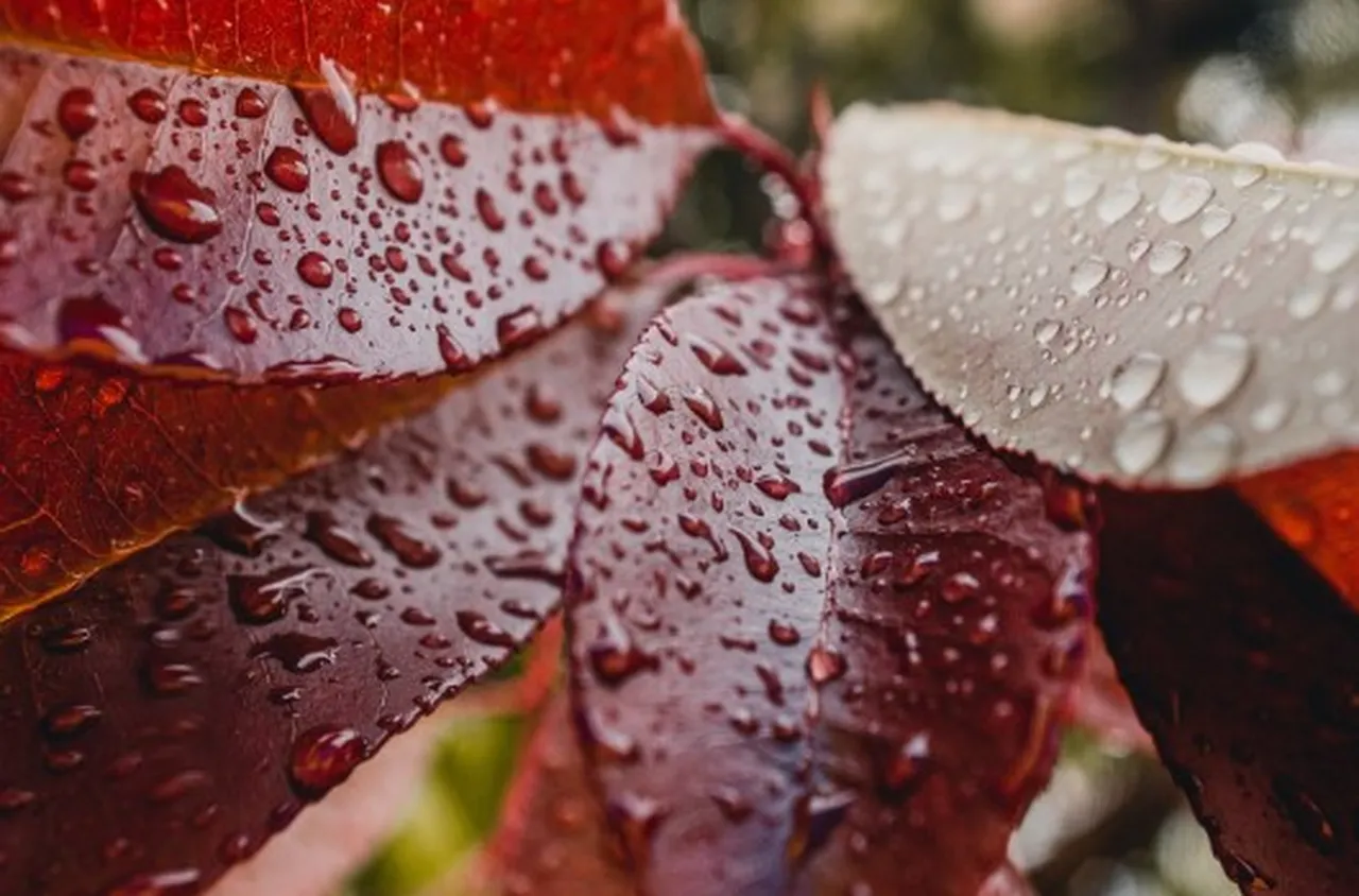 Остава в сила жълт код за вятър и валежи у нас
