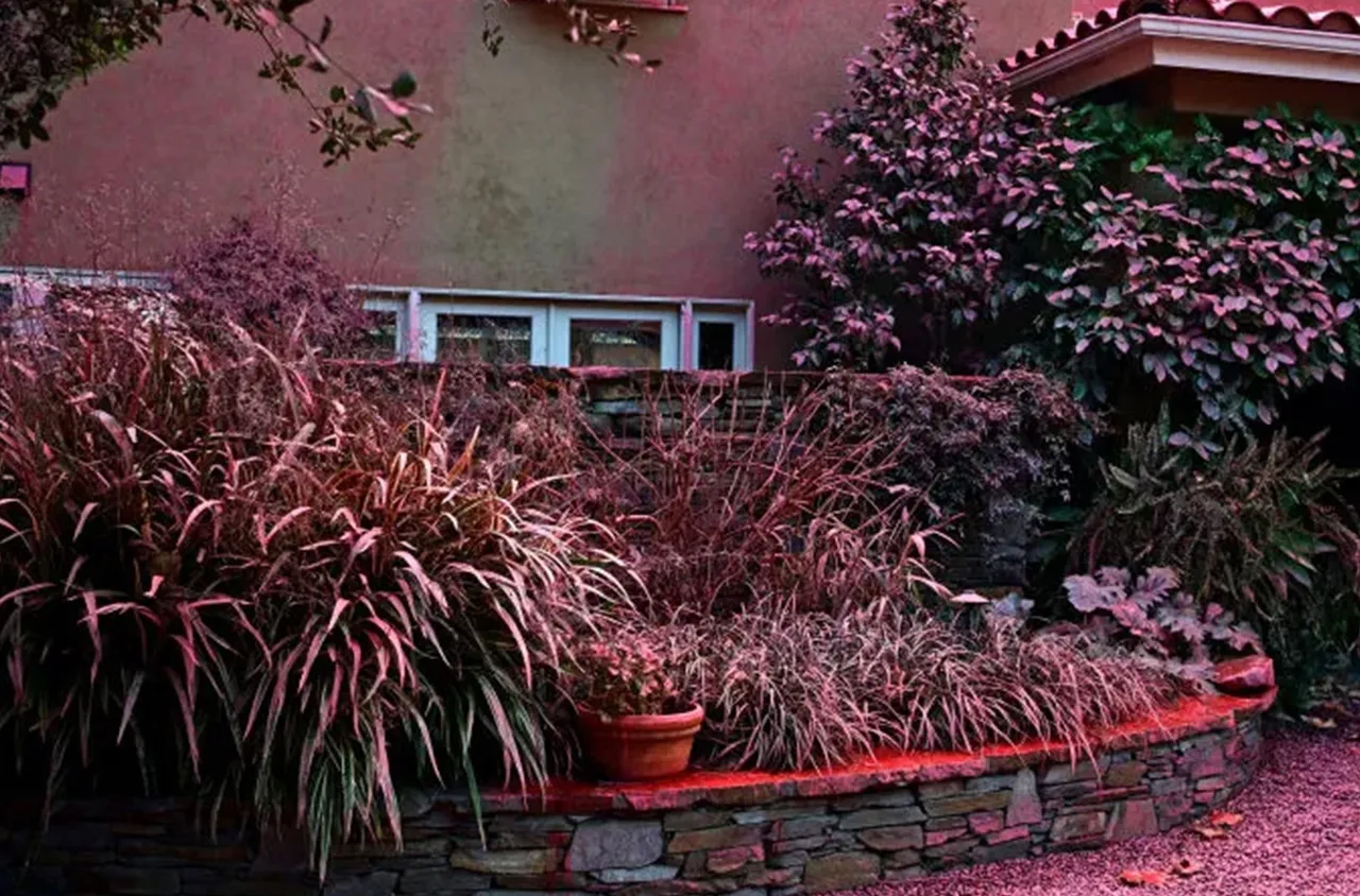 Какъв е розовият продукт гасящ пожарите в Калифорния ?