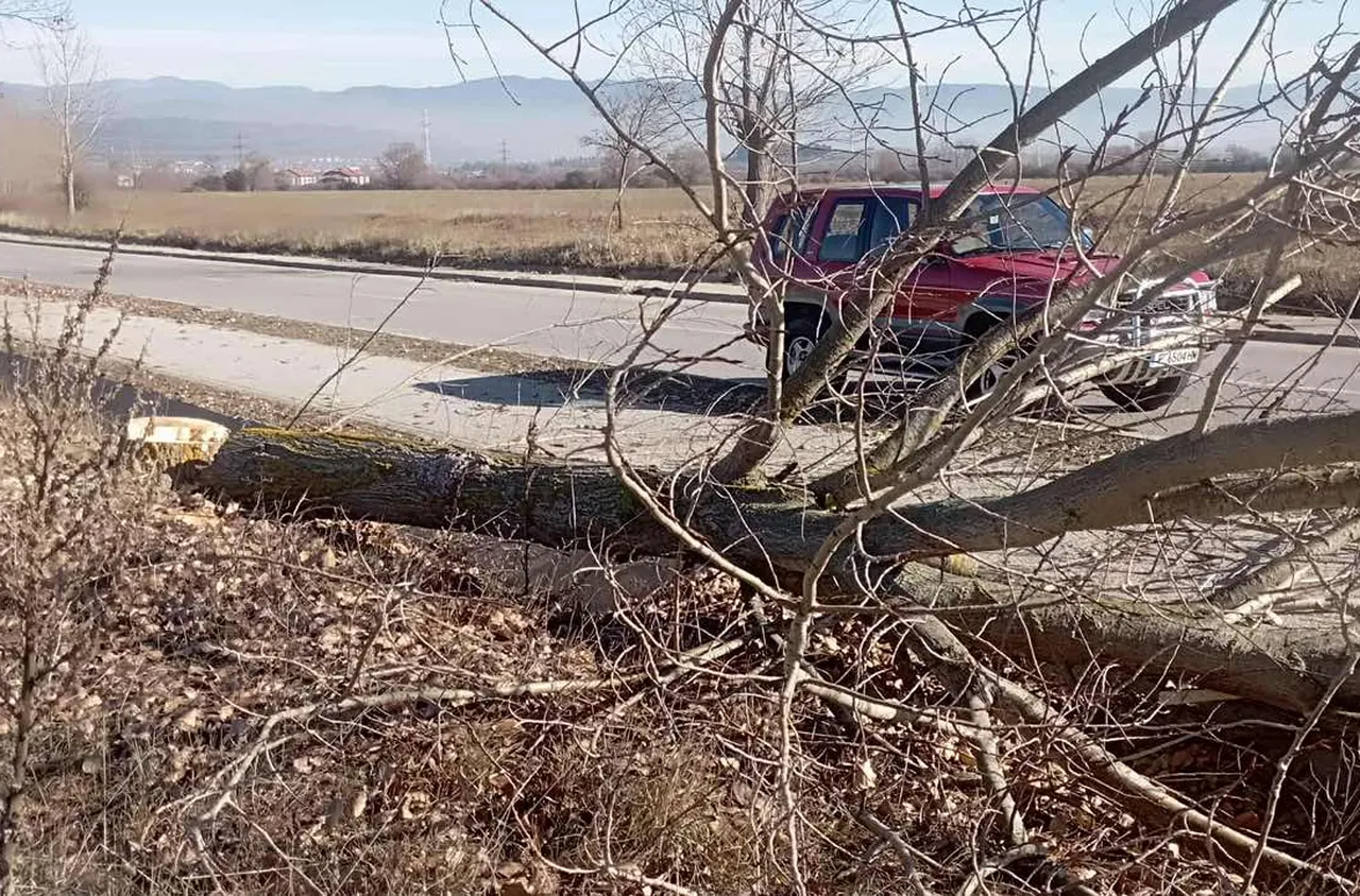 Вандалски акт по пътя към хижа "Яворов": Отрязани са ветрозащитни тополи