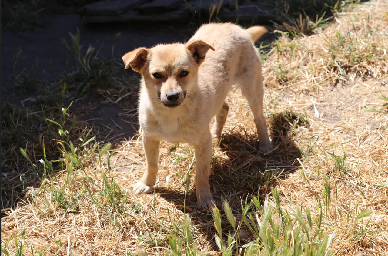 Десетки бездомни кучета са осиновени, благодарение на кампания на Община Банско