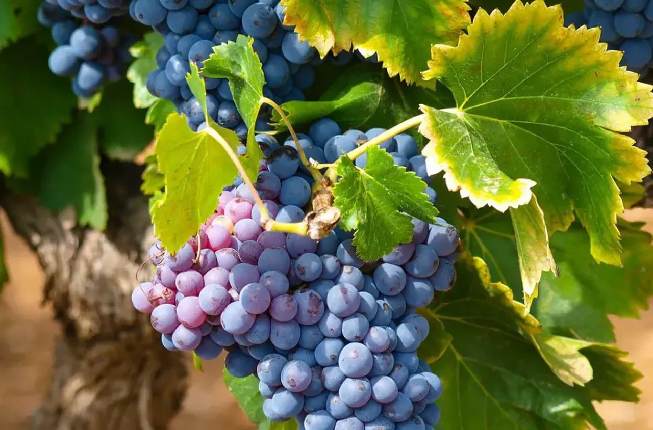 Гроздоберът в община Гоце Делчев започва от 13 септември