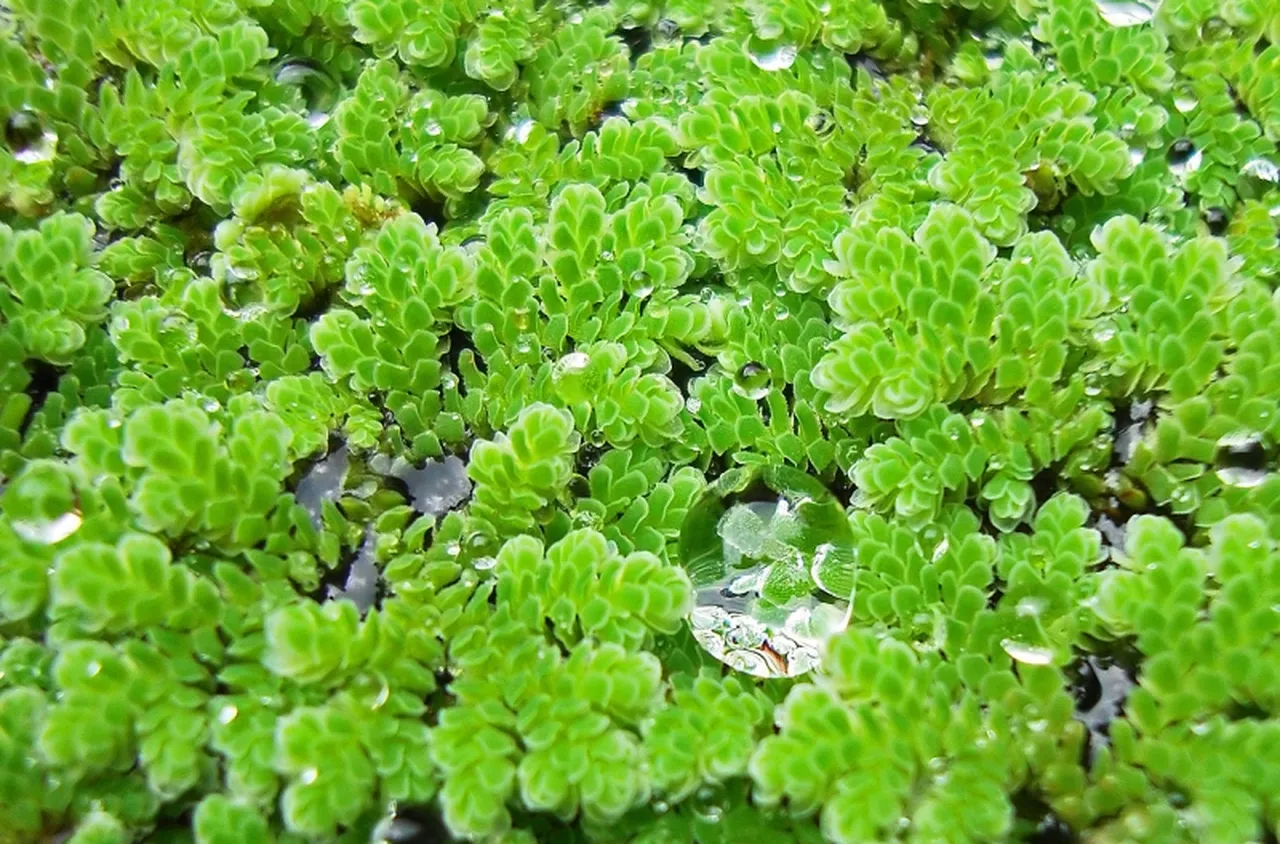  Азола: малката папрат, която може да изхрани света