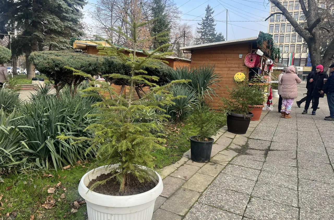 "Елхи на надеждата“ – празник на детското въображение в Кюстендил