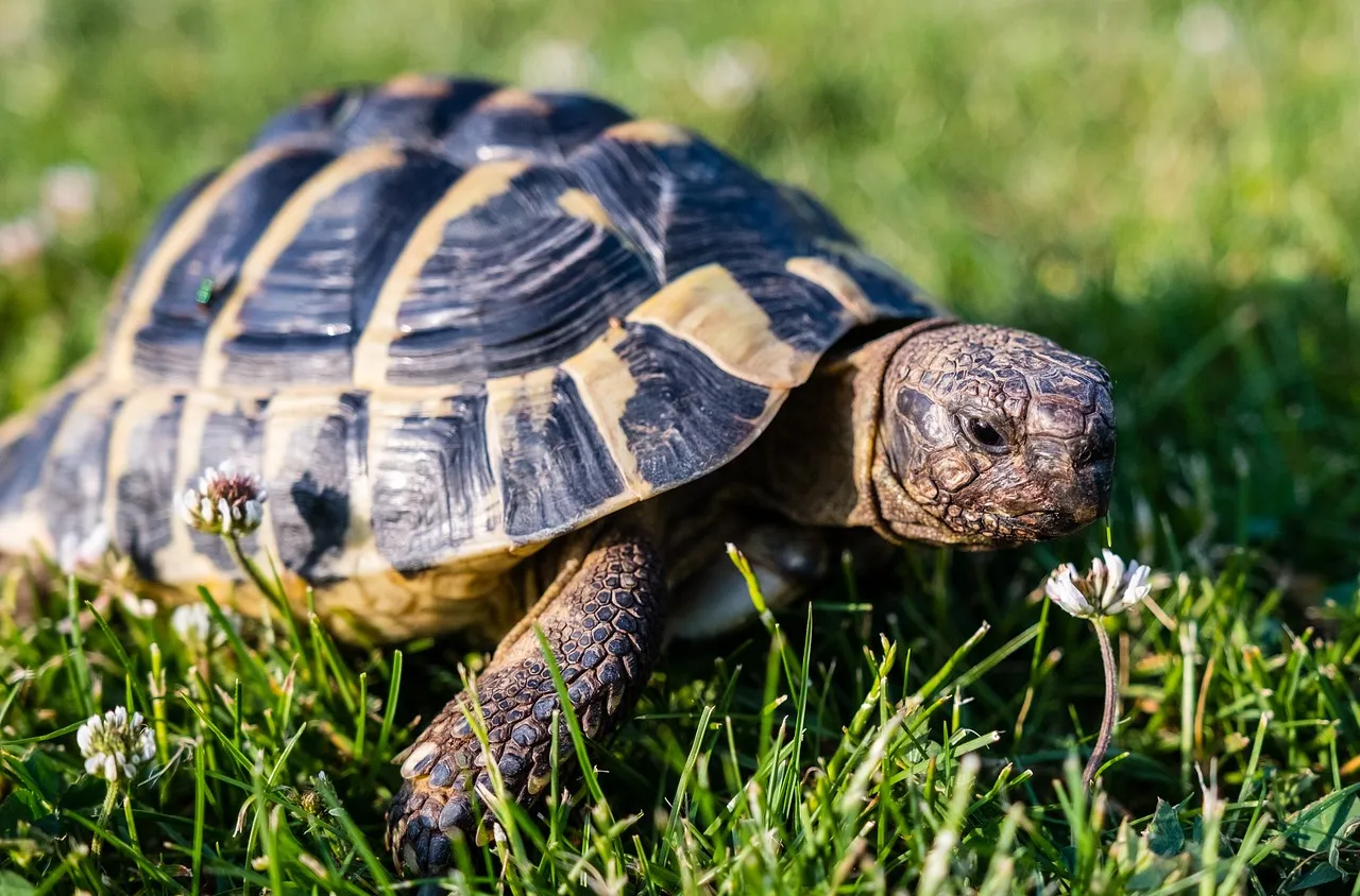 Мъж опита да качи на самолет костенурка скрита в панталоните му