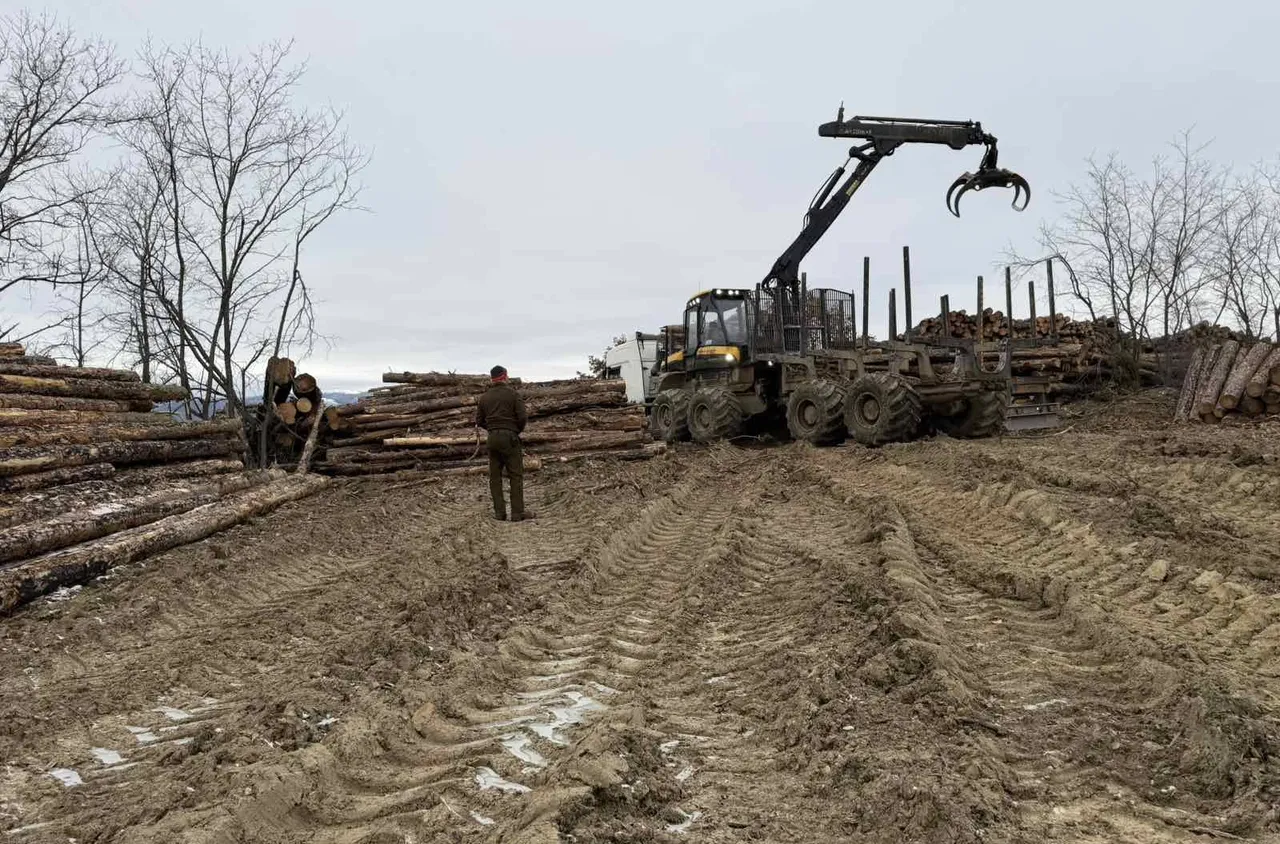 Продължава усвояването на изгорялата при пожара в Пирин дървесина