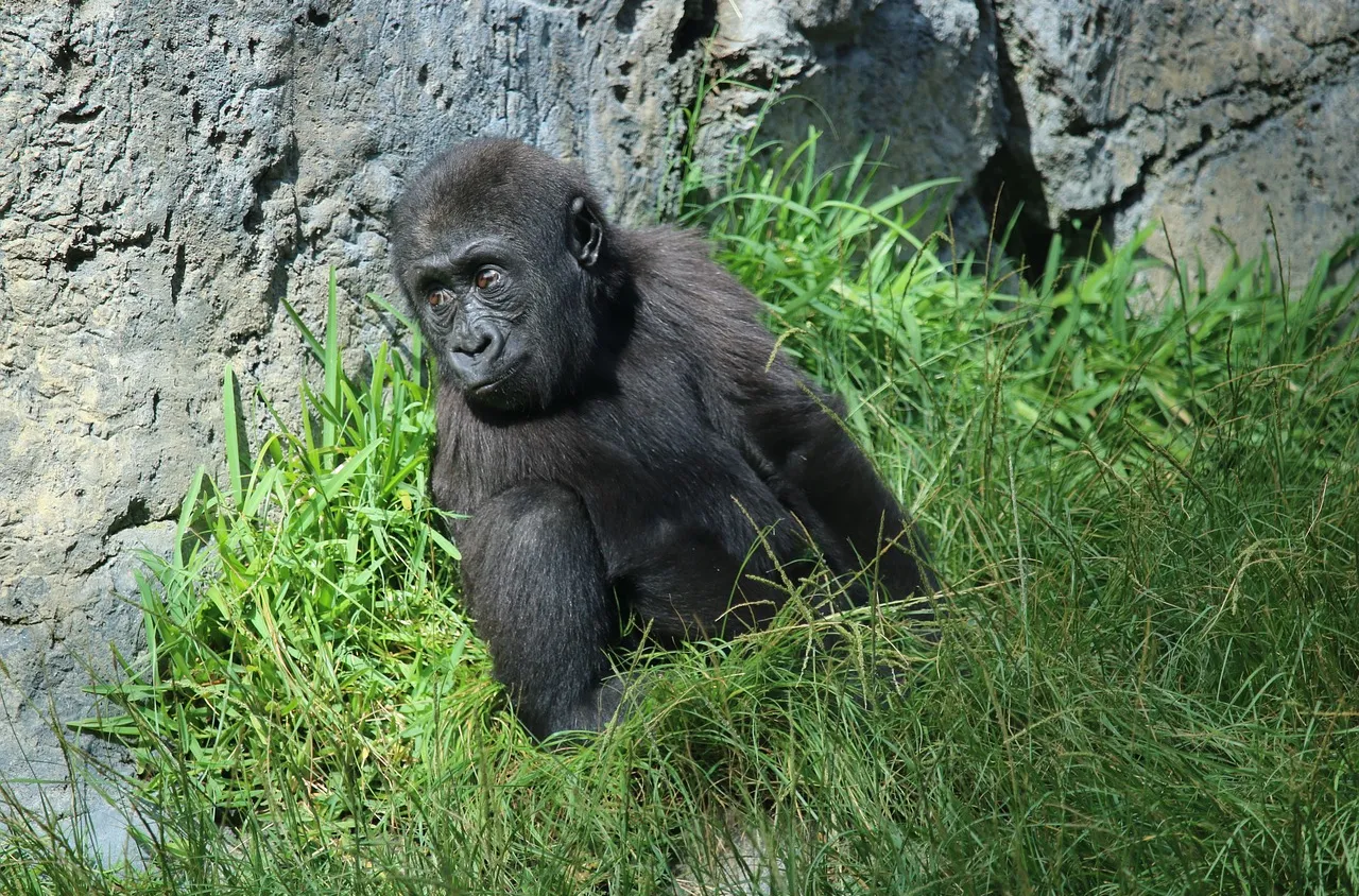 Спасиха бебе горила в Турция