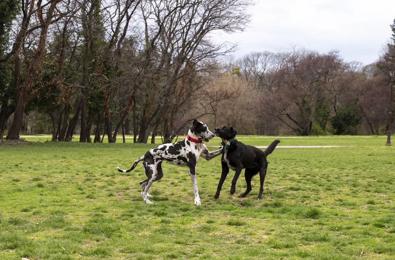 Първият бутиков хотел за домашни любимци отвори врати в с. Баня