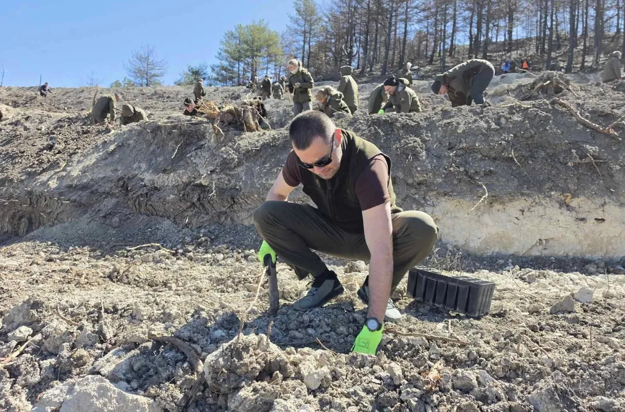 Над 3000 фиданки бяха залесени в района на опожарения Пирин над Илинденци