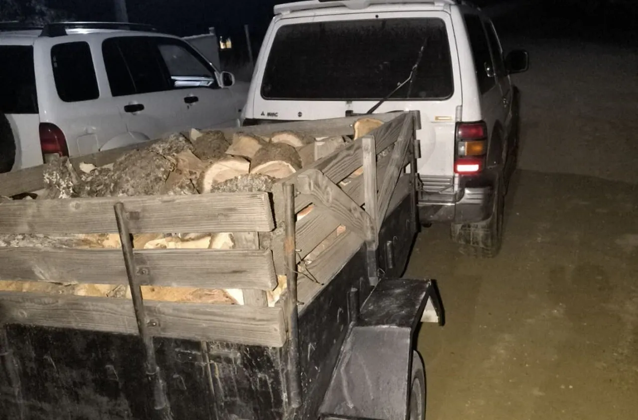 Горски служители задържаха незаконна дървесина в Огражден планина