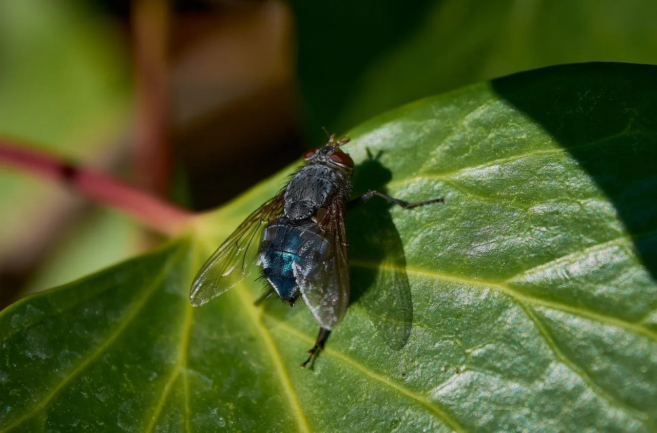 Ето я тайната, която ще ви отърве от мухите