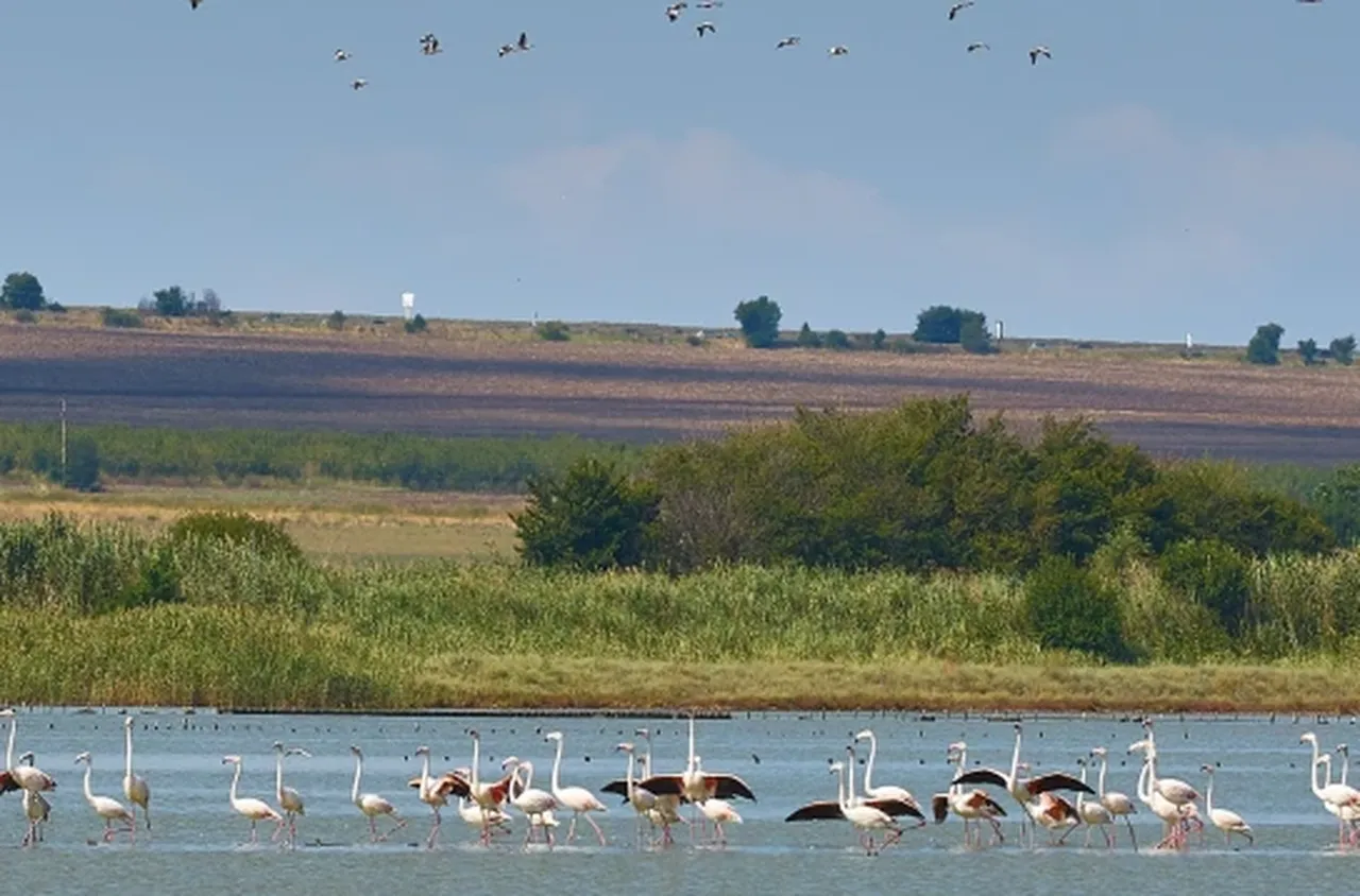 Пожар в укритието за наблюдение на птици край Атанасовското езеро