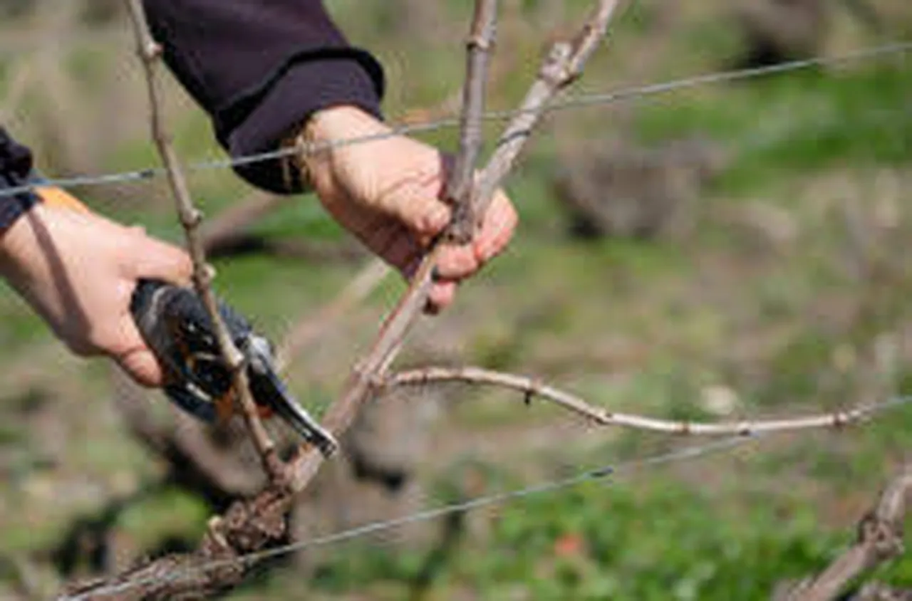 Почитаме Свети Трифон!