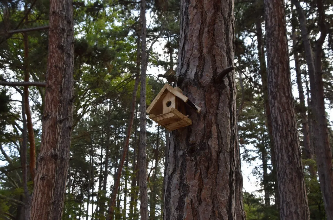Поставиха къщички и хранилки за птици в парк "Свети Врач"