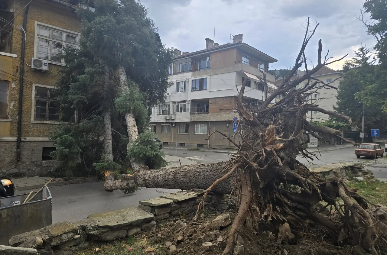 Буря с ураганен вятър изкорени огромни дървета в Кюстендил