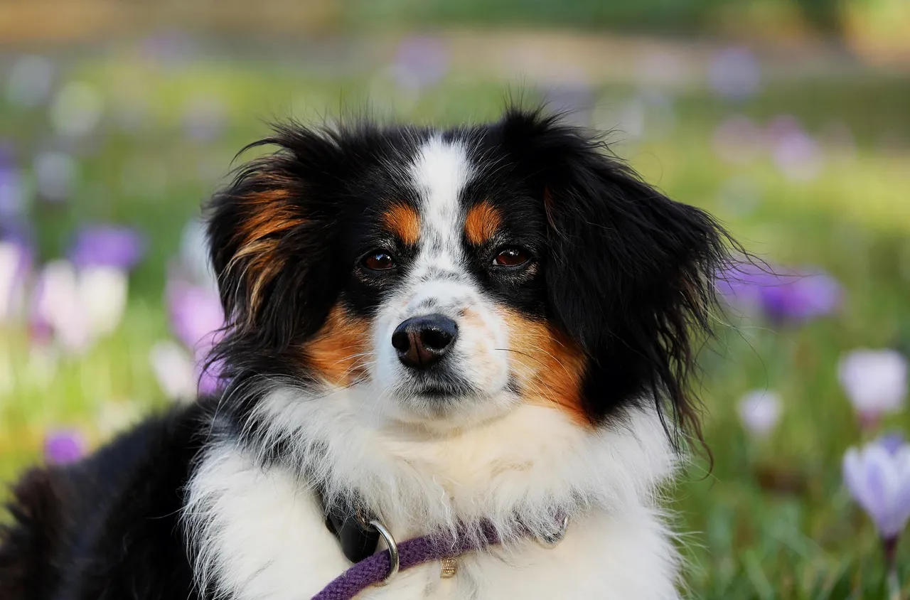 Община Петрич стартира кампания за безплатна кастрация на кучета