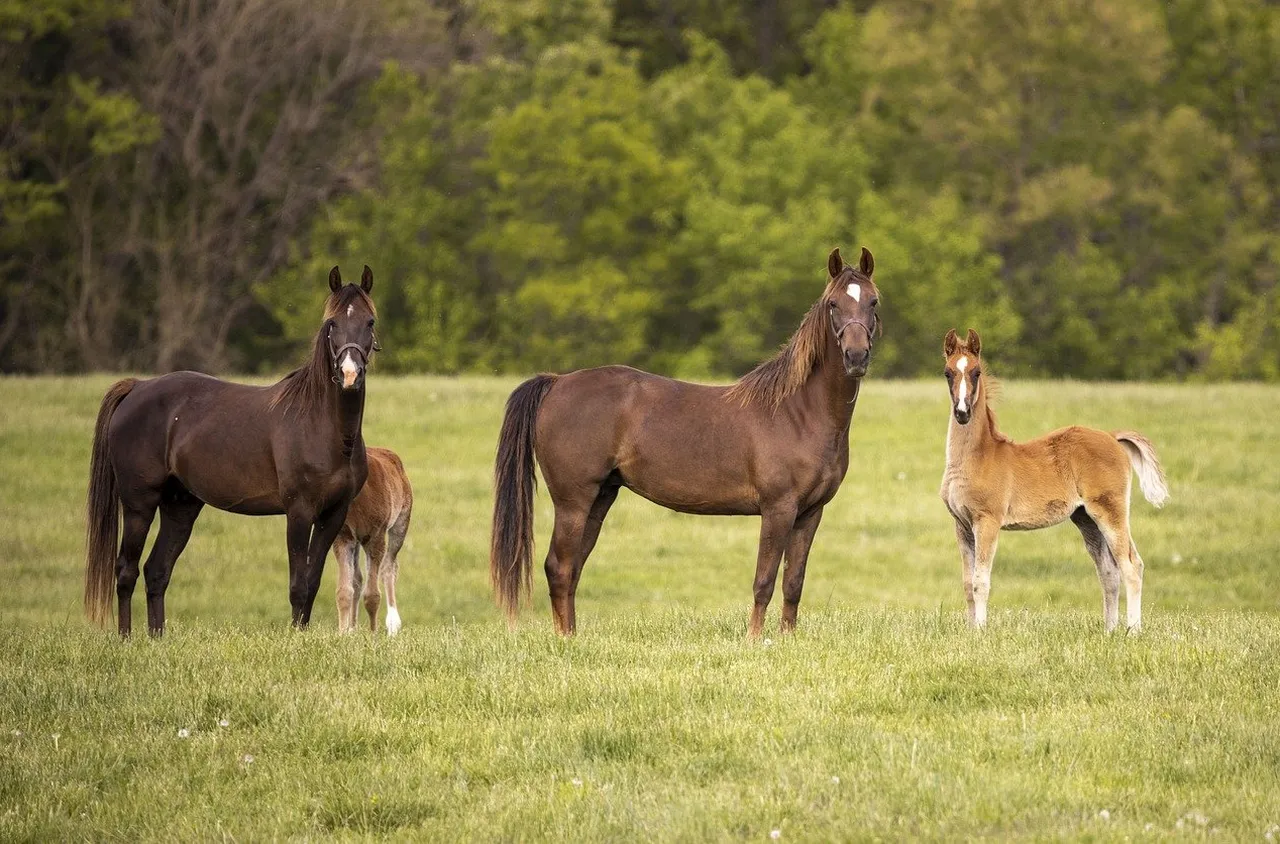 Сапарева баня ще отбележи Тодоровден