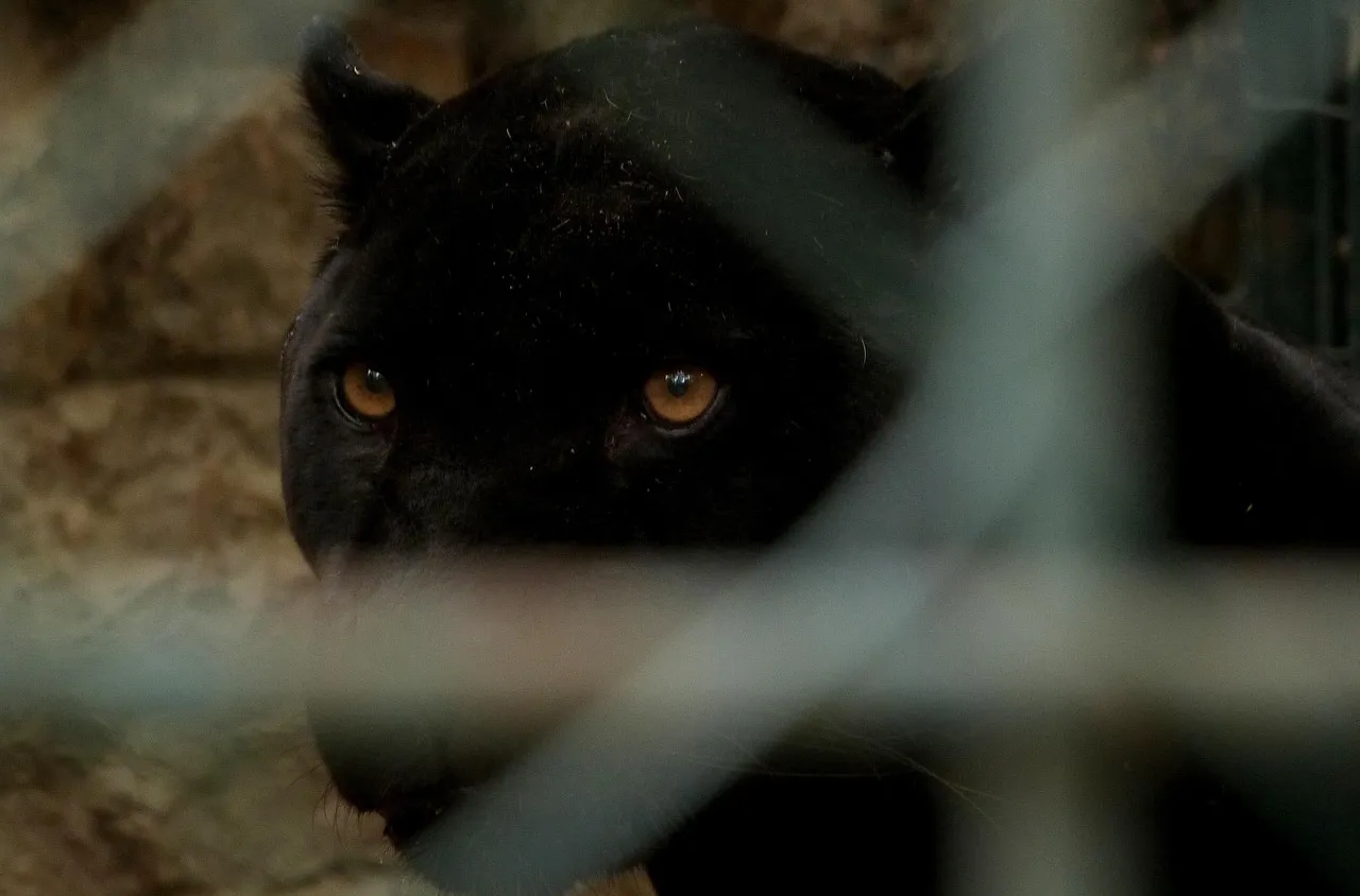 Нов сигнал за черната пантера, този път край Дупница