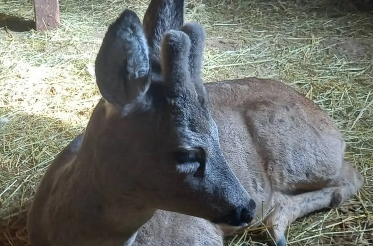 Горски служители спасиха едногодишен сръндак, пострадал при удар на пътя