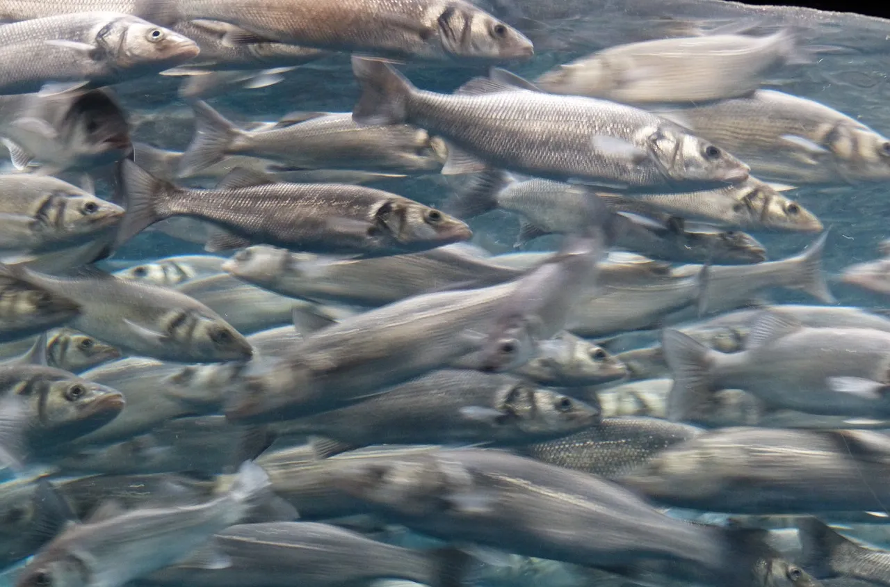  Японските сардини сигнализират за големи промени в океана