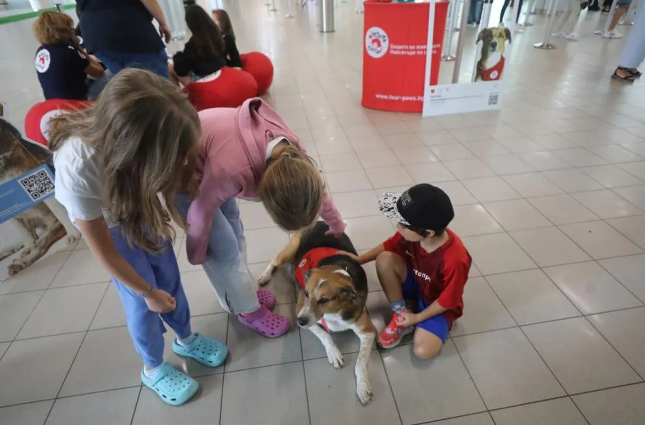 Куче терапевт посреща пътници на летището в София