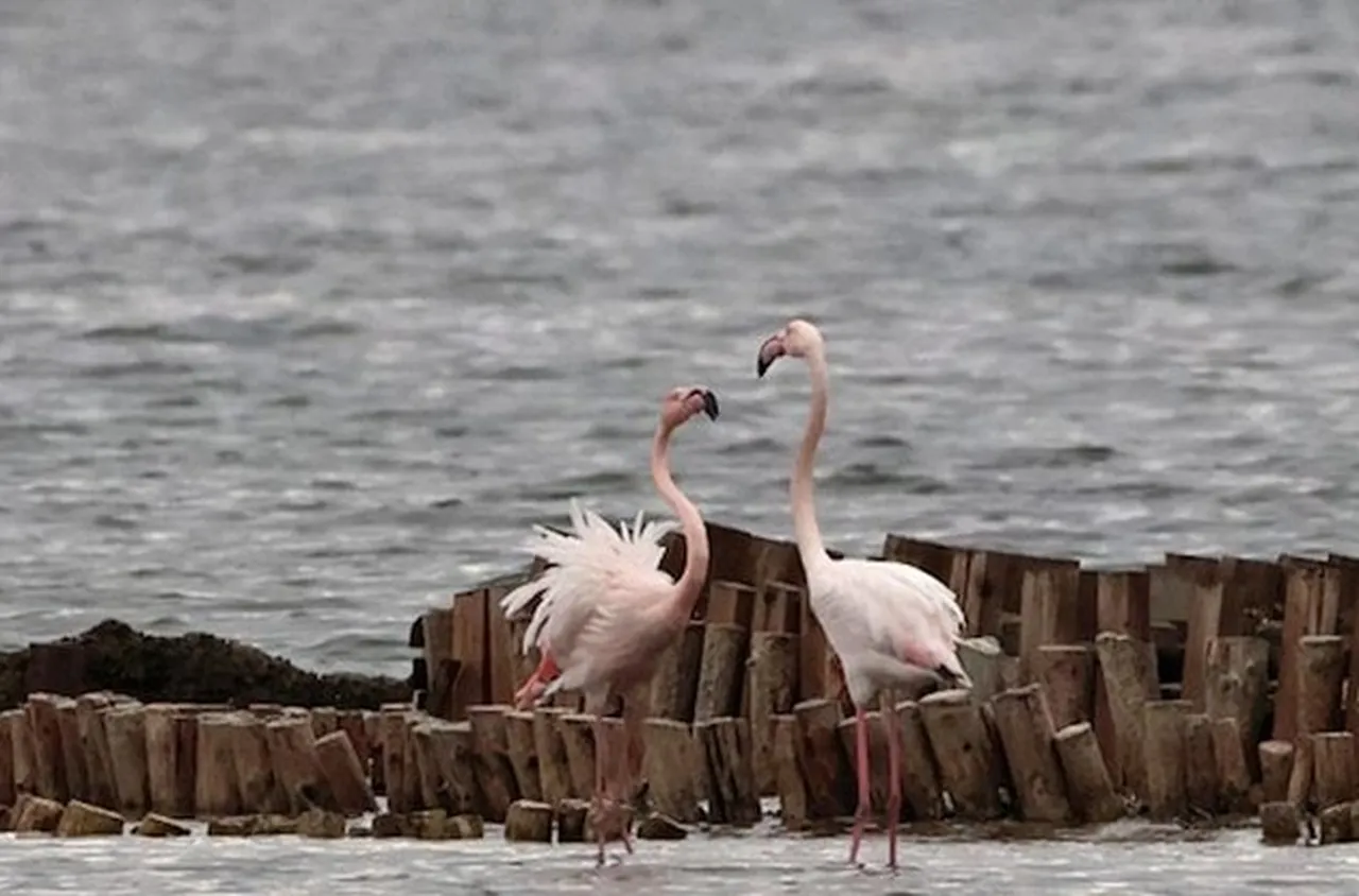 Климатичните промени донесоха розови фламинги в България
