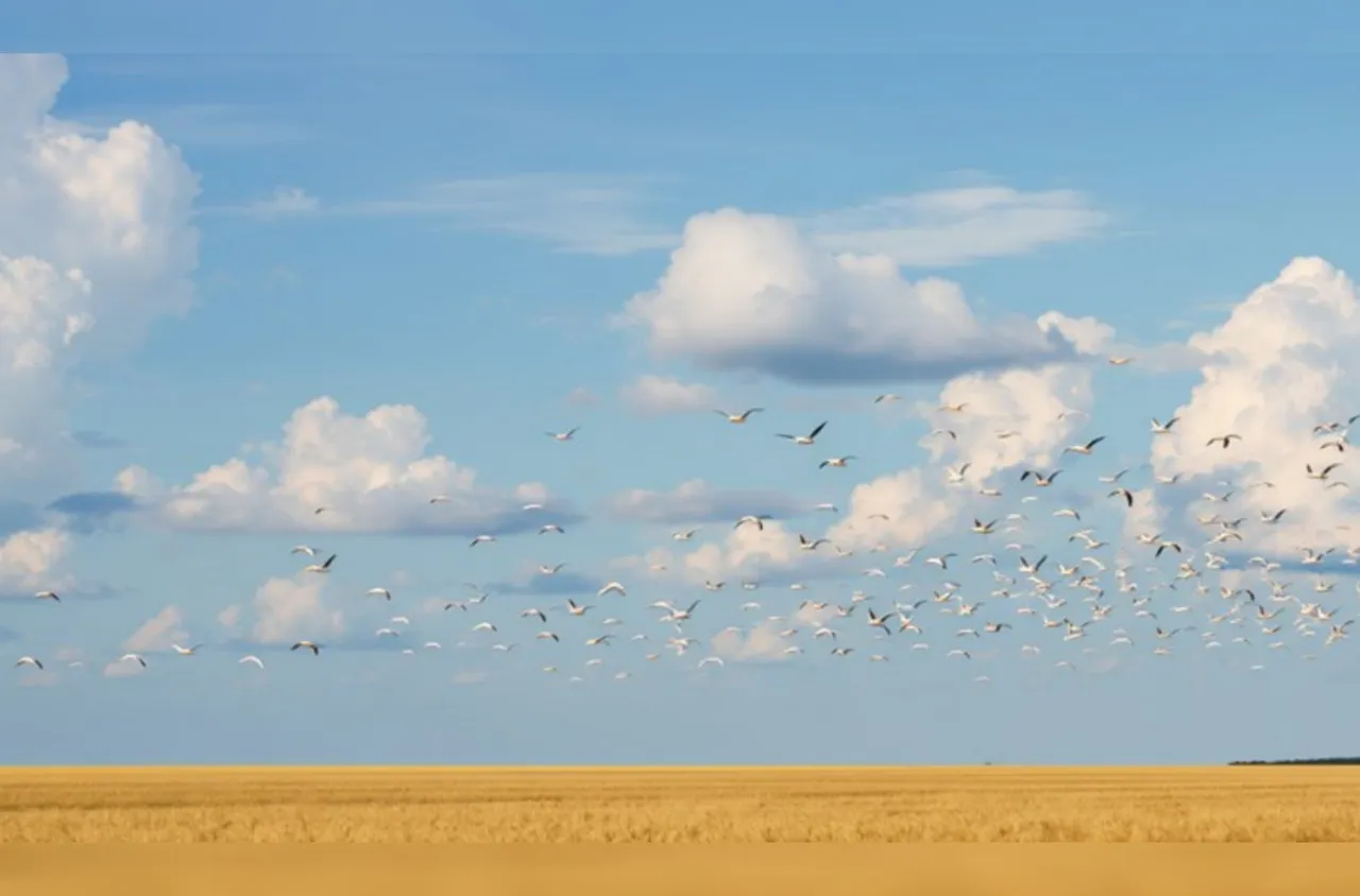 Щъркелите започнаха да отлитат на юг