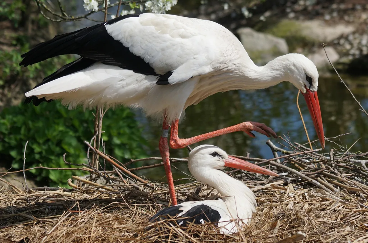 Община Петрич с рекорд по брой щъркелови гнезда