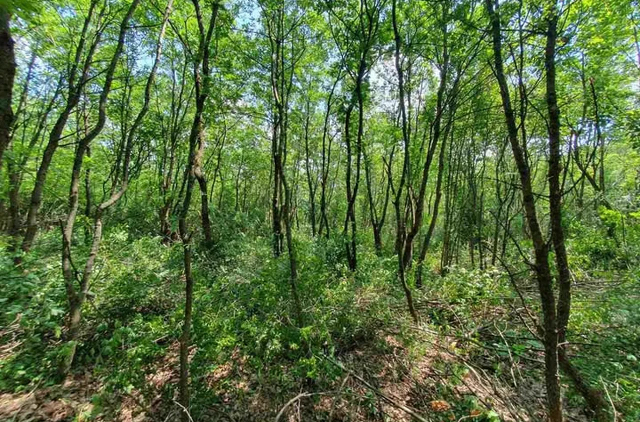 СЗДП – Враца стартира проект за опазване на горите по Програма "Околна среда 2021–2027“