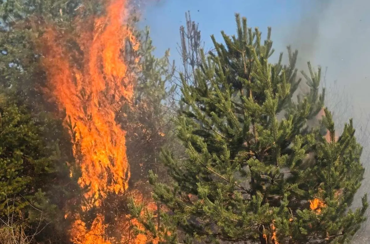 Община Сатовча благодари на доброволци и огнеборци за гората над Плетена